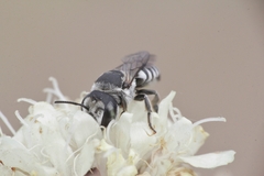 Megachile apicalis