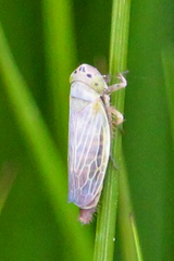 Amplicephalus simplex