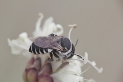 Megachile apicalis