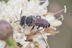 Megachile apicalis