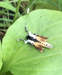 Eudryas unio