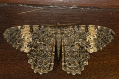 Amblychia hymenaria