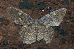 Amblychia praeumbrata