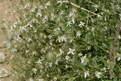 Clematis songorica
