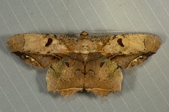 Chorodna complicataria