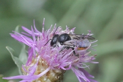 Megachile octosignata