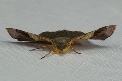 Fascellina viridicosta