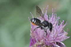 Megachile octosignata
