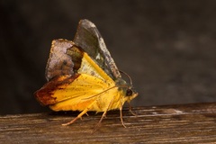 Fascellina viridicosta