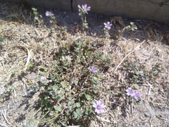 Malva sylvestris