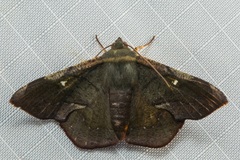Fascellina viridicosta