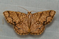 Heterostegane subtessellata