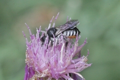 Megachile octosignata