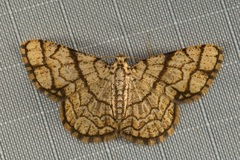 Heterostegane warreni