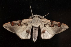 Hypochrosis pyrrhophaeata
