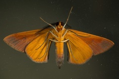 Hypochrosis pyrrhophaeata
