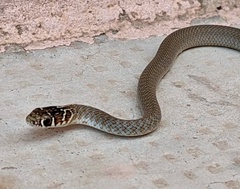 Hierophis