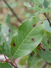 Bucculatrix frangutella