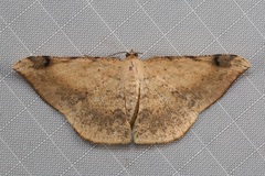 Luxiaria phyllosaria