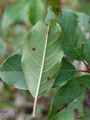 Bucculatrix frangutella