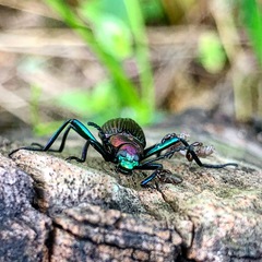 Strongylium auratum
