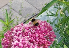 Bombus terricola image