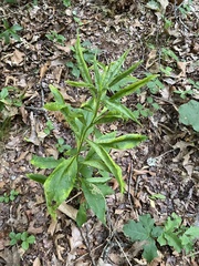 Verbesina alternifolia