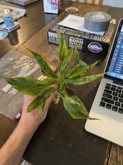 Verbesina alternifolia