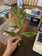 Verbesina alternifolia