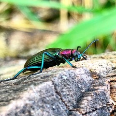 Strongylium auratum