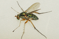 Dolichopus vigilans