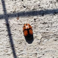 Ogdoecosta biannularis