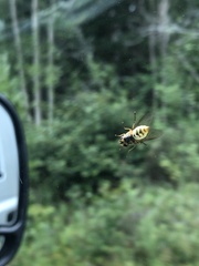 Temnostoma alternans