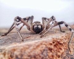 Eusparassus oraniensis