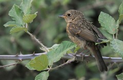 Erithacus rubecula rubecula