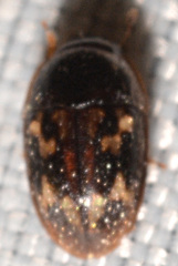 Cryptarcha strigatula