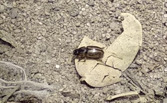 Labarrus cincticulus