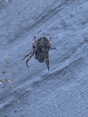 Larinioides sclopetarius