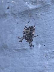 Larinioides sclopetarius