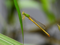 Ceriagrion indochinense
