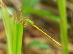 Ceriagrion indochinense