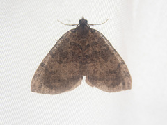 Hydriomena furcata