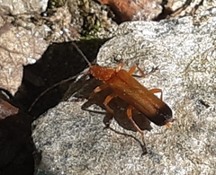 Ancistronycha erichsonii