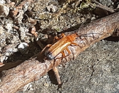 Ancistronycha erichsonii