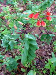 Alstroemeria longistaminea