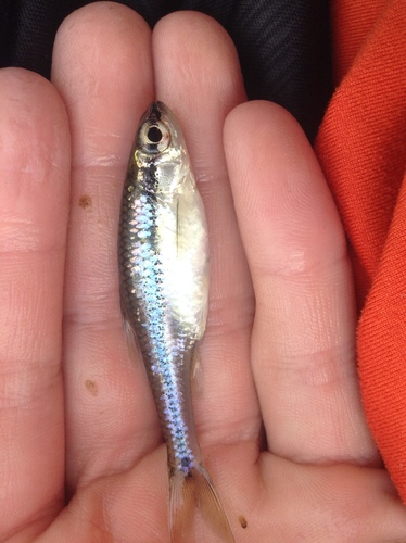 Blackchin shiner (Notropis heterodon) — Cyprinidae — 3