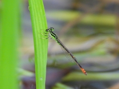 Agriocnemis minima