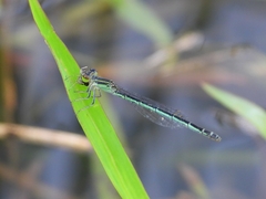 Agriocnemis minima