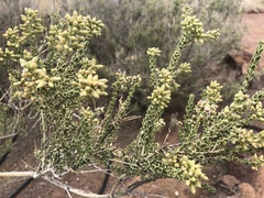 Mortonia sempervirens