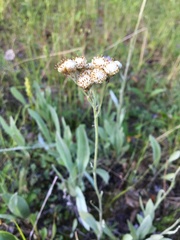 Antennaria pulcherrima